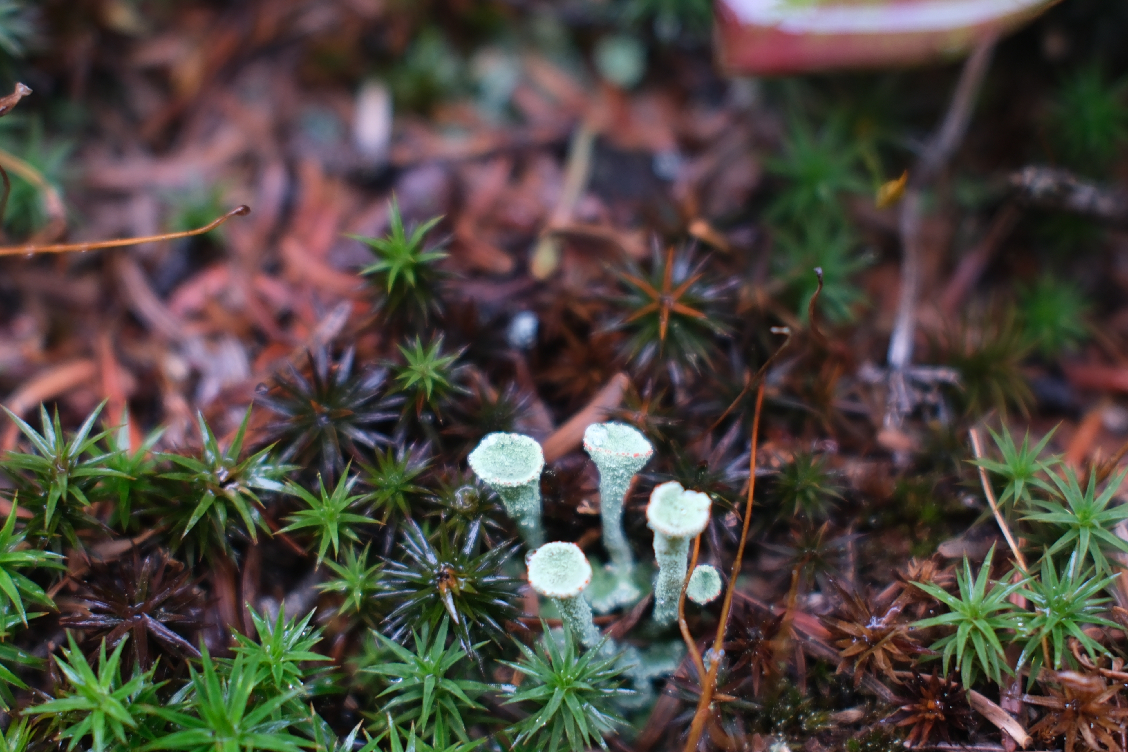 Plants photo